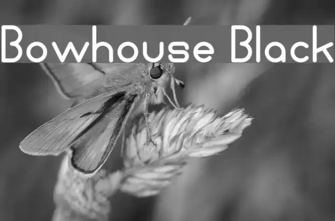 Bowhouse Black Font examples