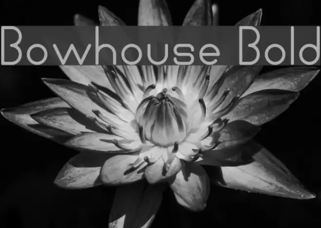 Bowhouse Bold Example 1