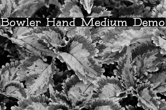 Bowler Hand Medium Demo Font examples