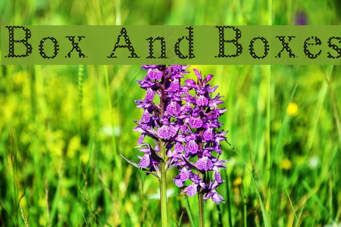 Box And Boxes Font examples