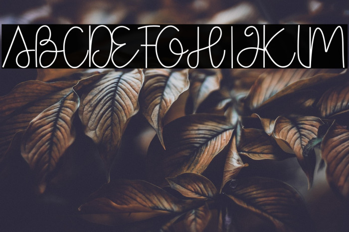 Box Spagethy Example 1