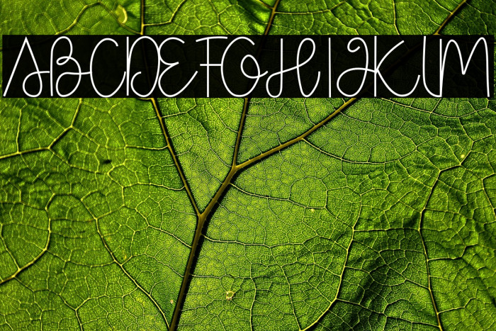 Box Spagethy Example 3