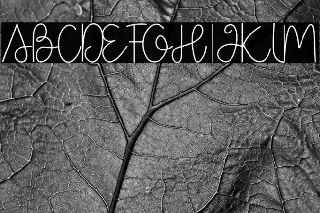 Box Spagethy Font examples