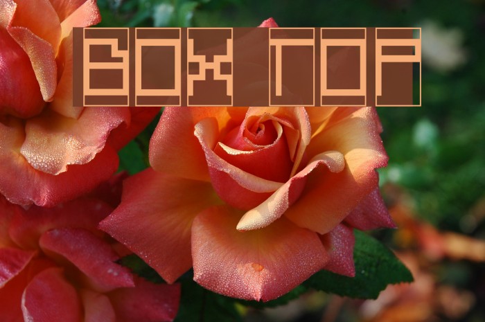 Box Top Font examples