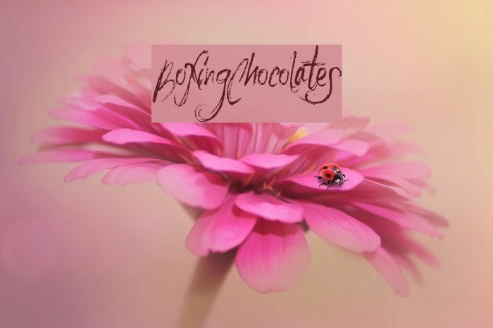 BoxingChocolates Шрифта examples