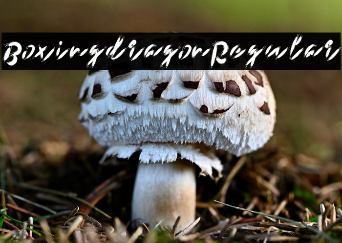 BoxingdragonRegular Example 2