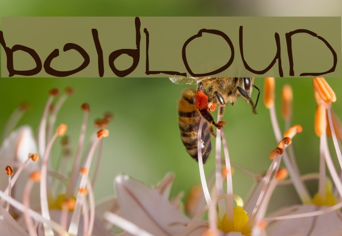 boldLOUD Font examples