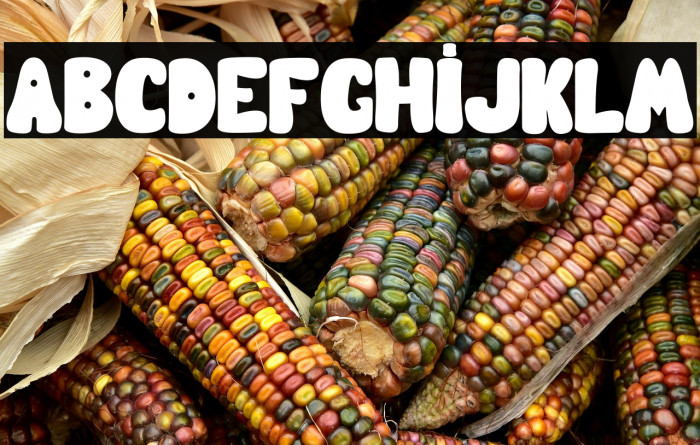 boldita school Example 2