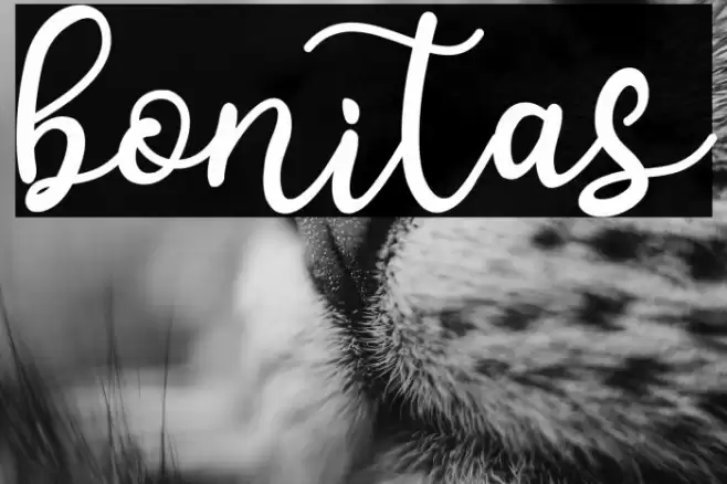 bonitas Font examples