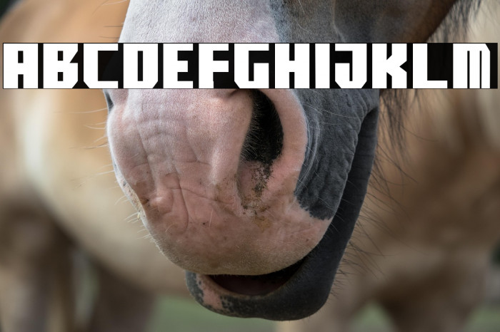 boomface pg Example 1