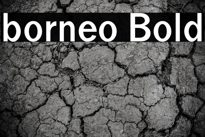 borneo Bold Example 1