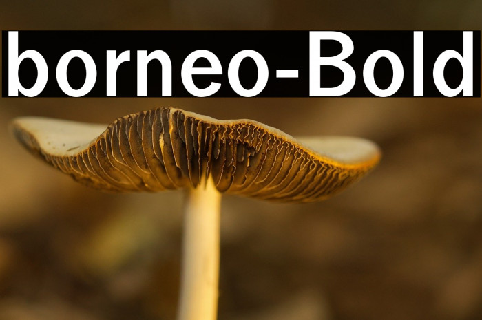borneo-Bold Example 2