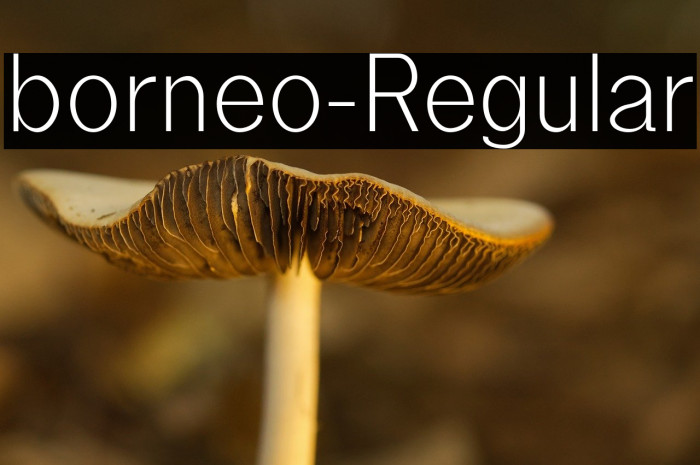 borneo-Regular Example 1