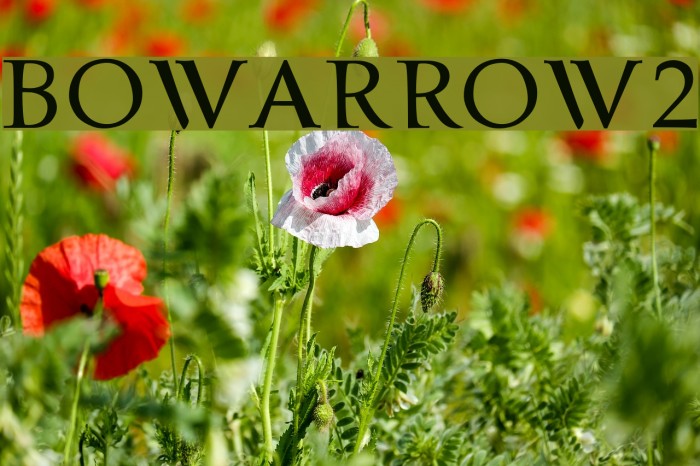 bowarrow2 Font examples