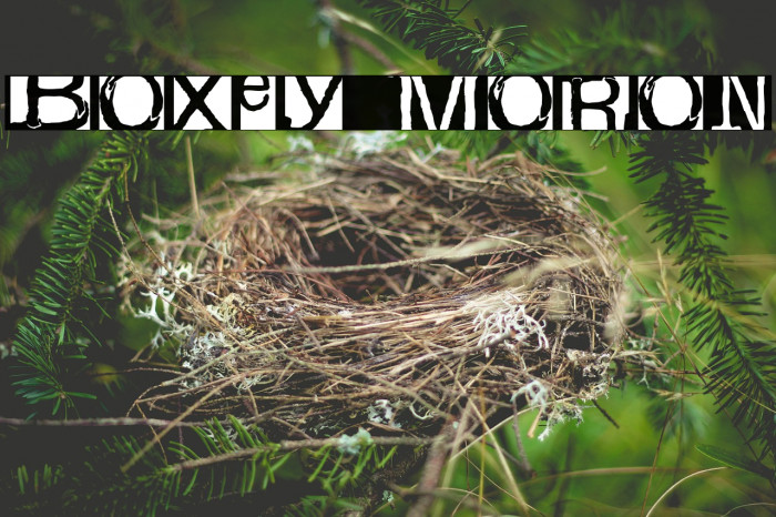 boxey moron Font examples