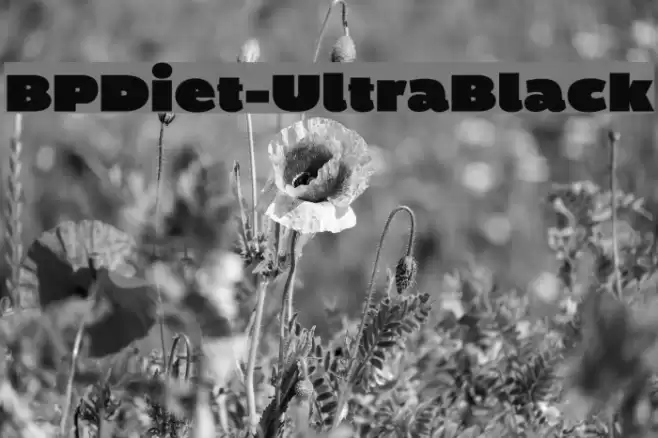 BPDiet-UltraBlack Font examples