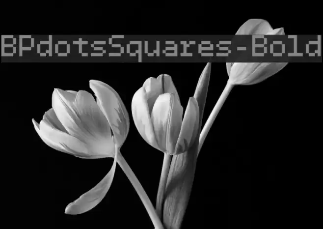 BPdotsSquares-Bold Font examples