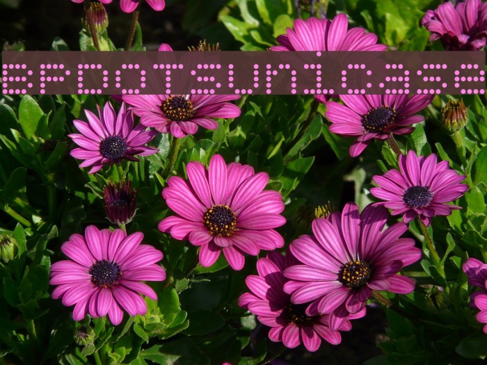BPdotsUnicase Font examples