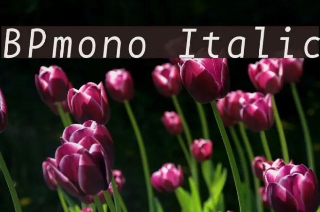 BPmono Italic Example 1