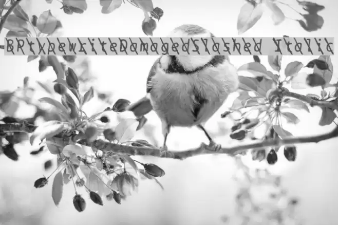 BPtypewriteDamagedSlashed Italic Font examples