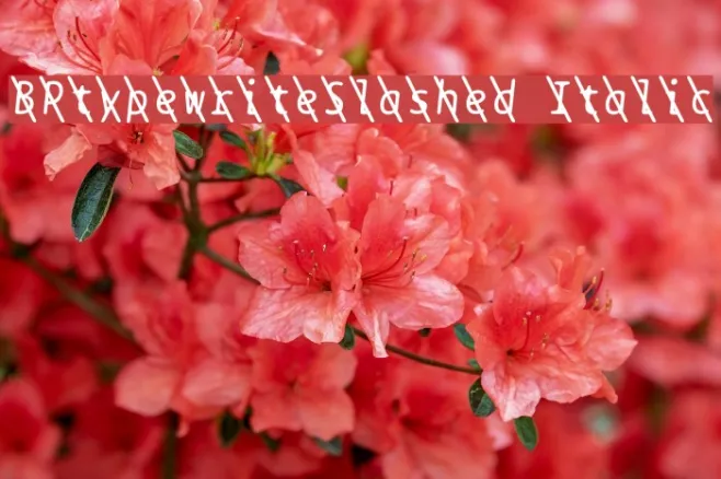 BPtypewriteSlashed Italic Example 1