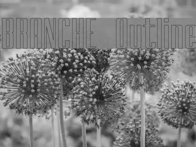 BRANCHE Outline Font examples