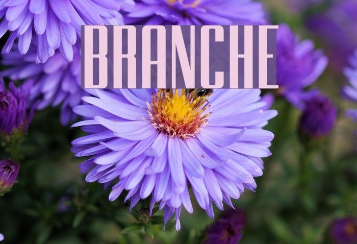 BRANCHE Font examples