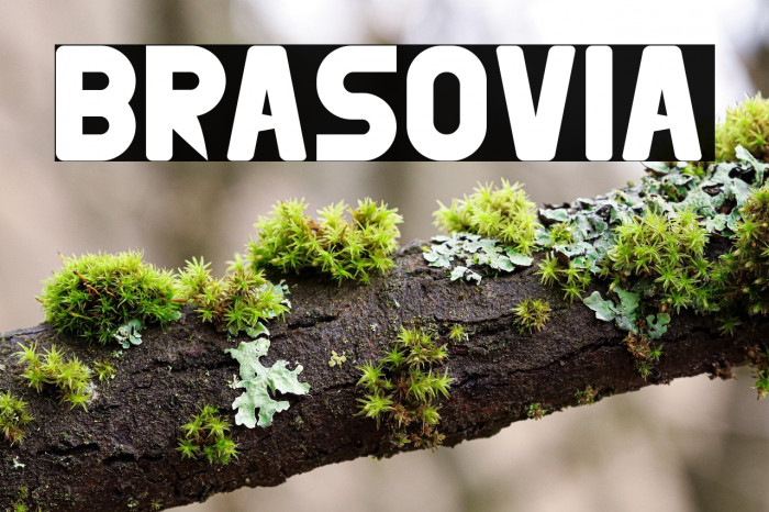BRASOVIA Example 2