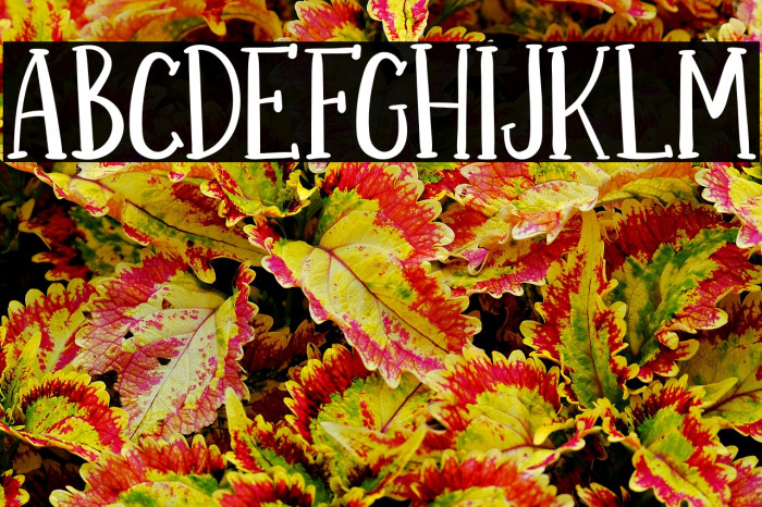 BRIGHTONFREE Example 2