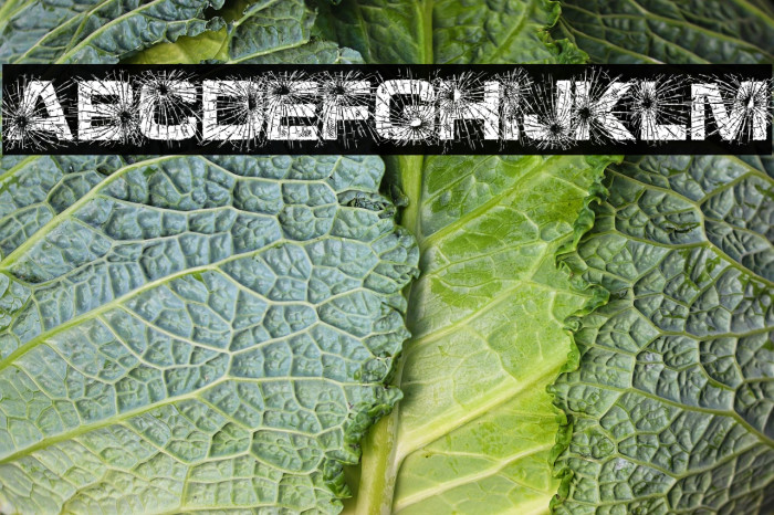 BROKEN PERSONAL USE Bold Example 3