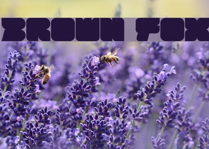 BROWN FOX Font examples