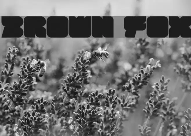 BROWN FOX Font examples