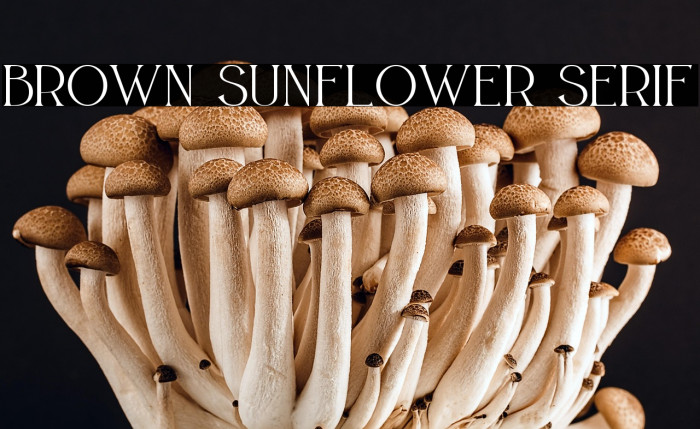BROWN SUNFLOWER SERIF Example 3