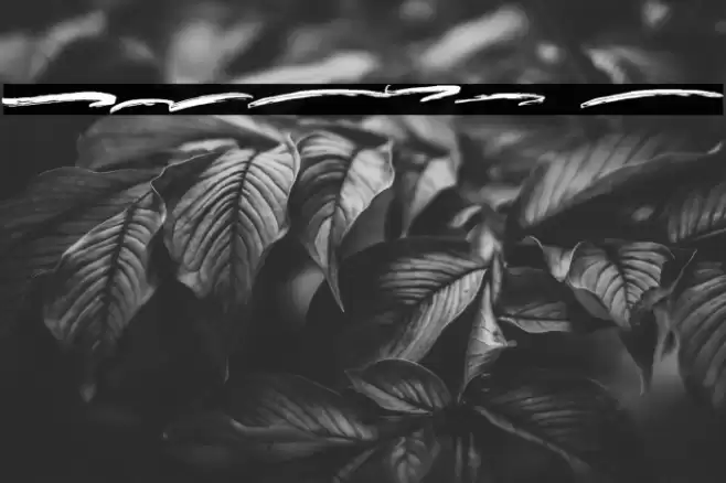 BRUSHY Swash Font examples