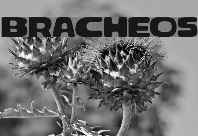 Bracheos Font examples