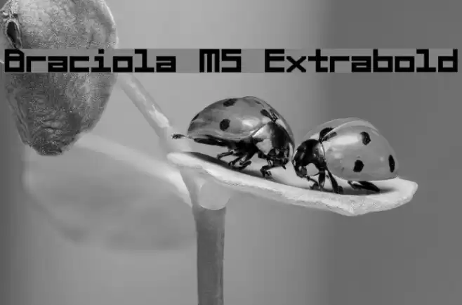 Braciola MS Extrabold خط examples