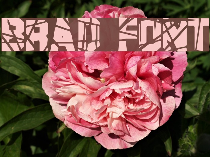 Brad Font examples