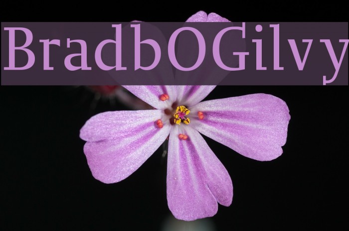 BradbOGilvy Font examples