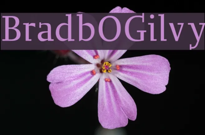 BradbOGilvy Example 2
