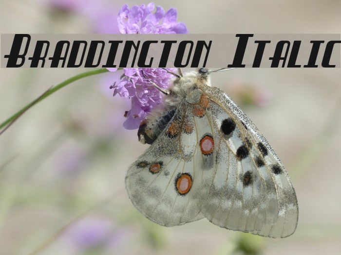 Braddington Italic Example 3