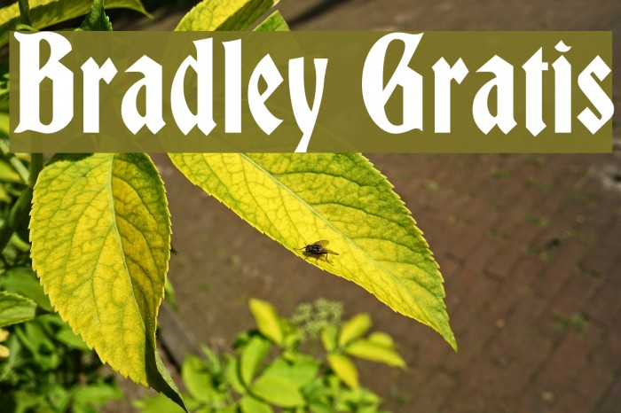 Bradley Gratis Example 3