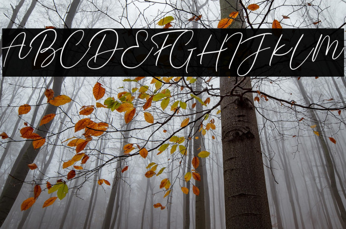 Braga Signature Example 3