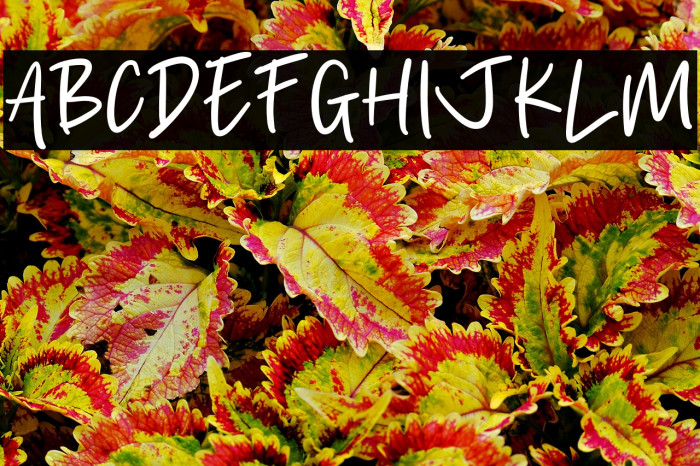 Braham Royal Example 2