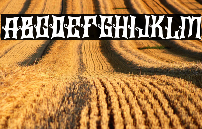 BraierFREE Example 1