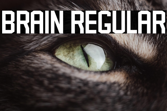 Brain Regular Example 1