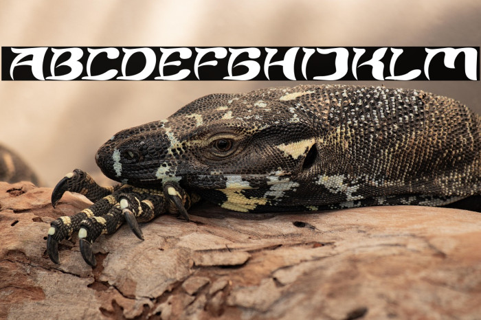 Brain Storm Italic Example 3