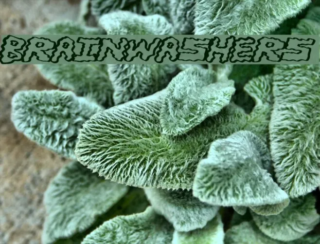 BrainWashers Example 1