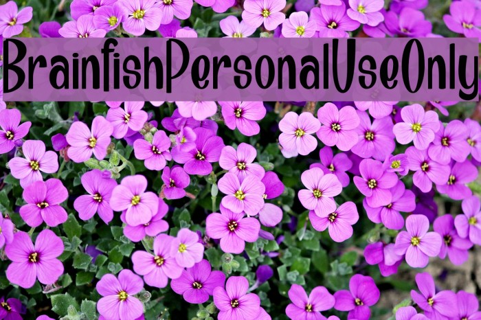 Brainfish_PersonalUseOnly Font examples