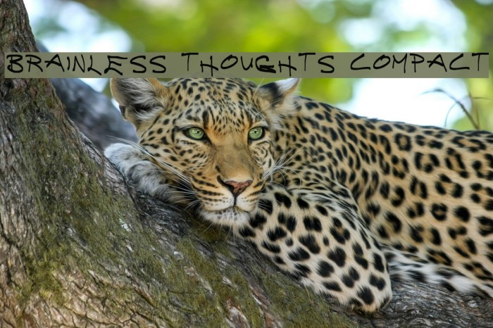 Brainless Thoughts Compact Font examples