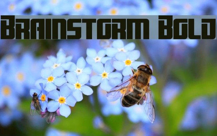 Brainstorm Bold Font examples
